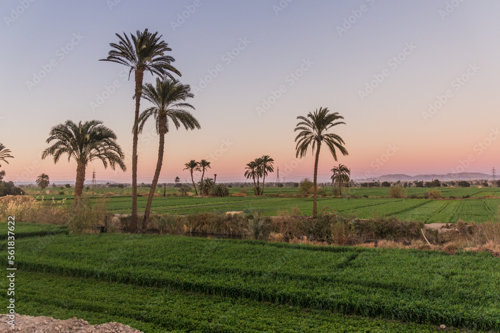 Lush fields along river Nile in Egypt Lush fields along river Nile in Egypt