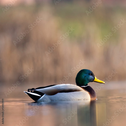 Wallpaper Mural duck on the lake Torontodigital.ca