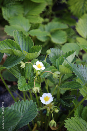 flower in the garden