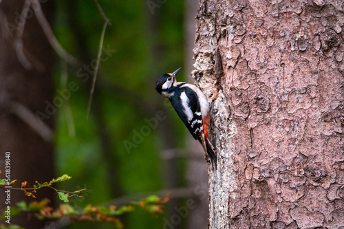 motley bird Great Spotted Woodpecker sitting on a spruce trunk near a cavity carrying food for its young in the Czech Republic
