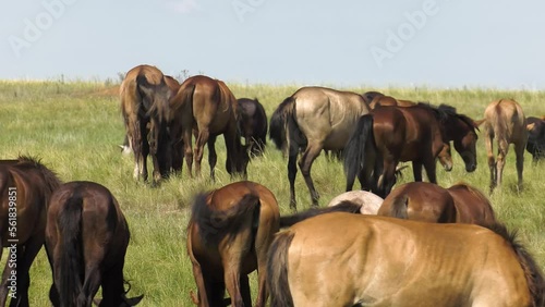 Volga region, Orenburg oblast. A herd of horses in a pasture. photo