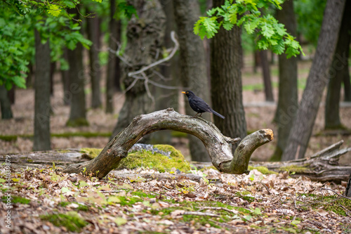 black bird blackbird sitting on the trunk of a dead oak in the middle of an oak forest in the Czech Republic
