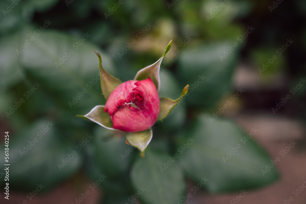Rosebuds in the garden over natural background, red roses buds in greenhouse Rosebuds in the garden over natural background, red roses buds in greenhouse