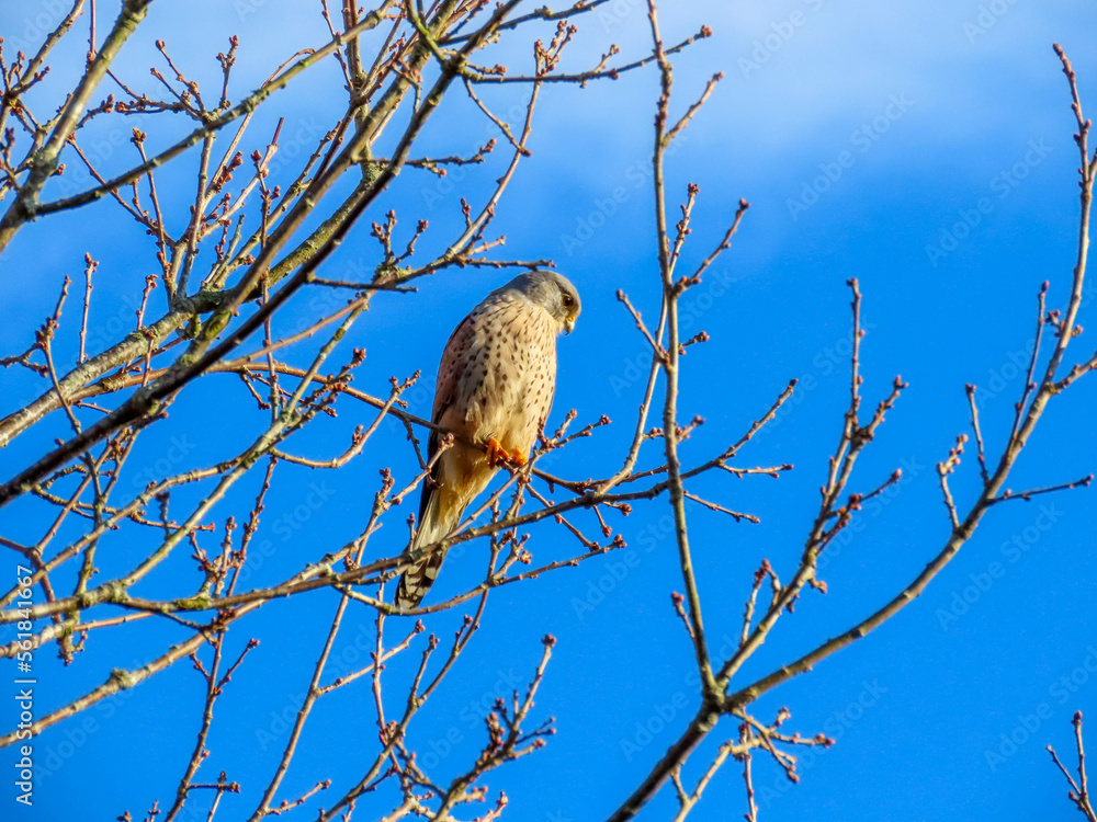 Obraz premium kestrel a bird of prey species belonging to the kestrel group of the falcon family perched on a branch with blue sky in the background