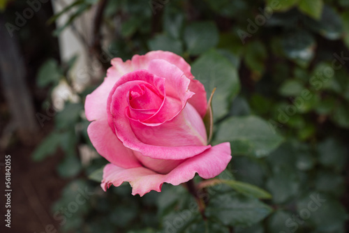 Pink buds in the garden over natural background, pink roses in greenhouse