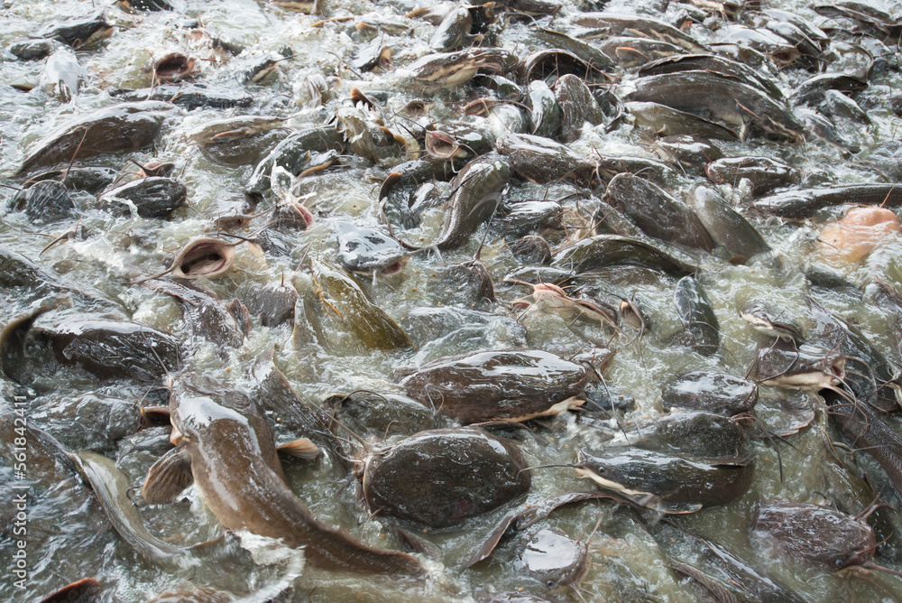 close up of fish in water close up of fish in water