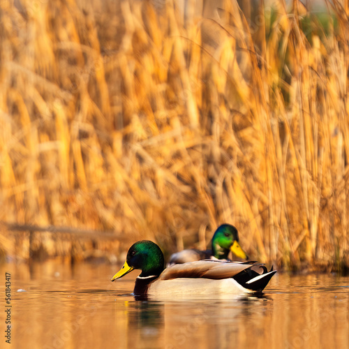 duck in the pond