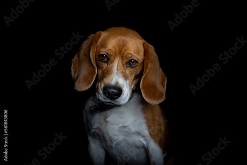 Cute Beagle