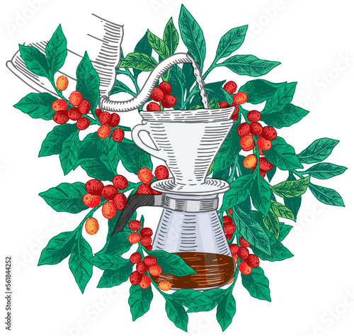 V60 dripper brewing with coffee plant. Hand drawn vector illustration.
