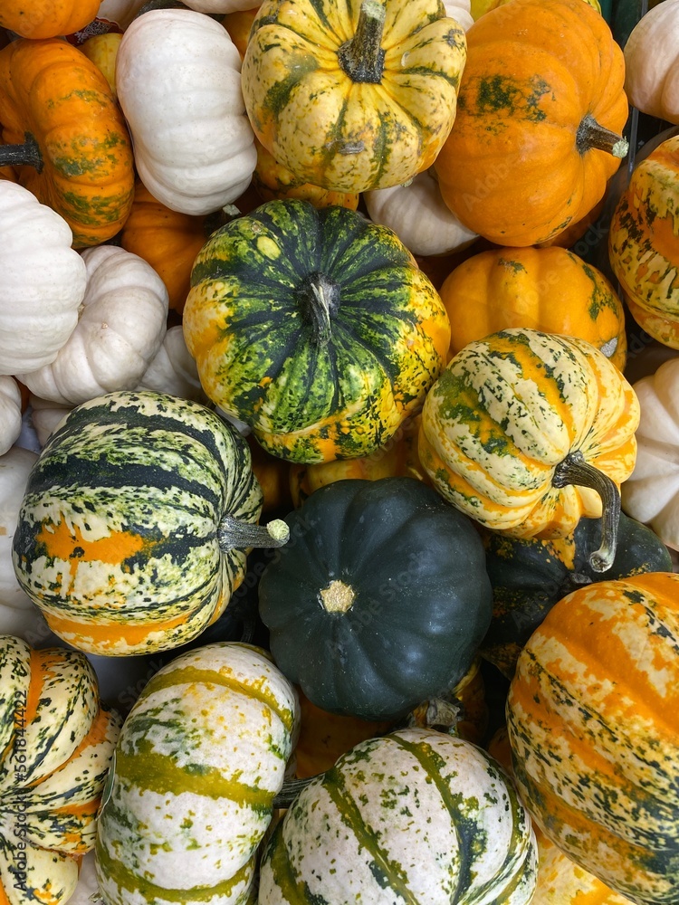 pumpkins on the market, Multicolored pumpkins, top view, pumpkin background