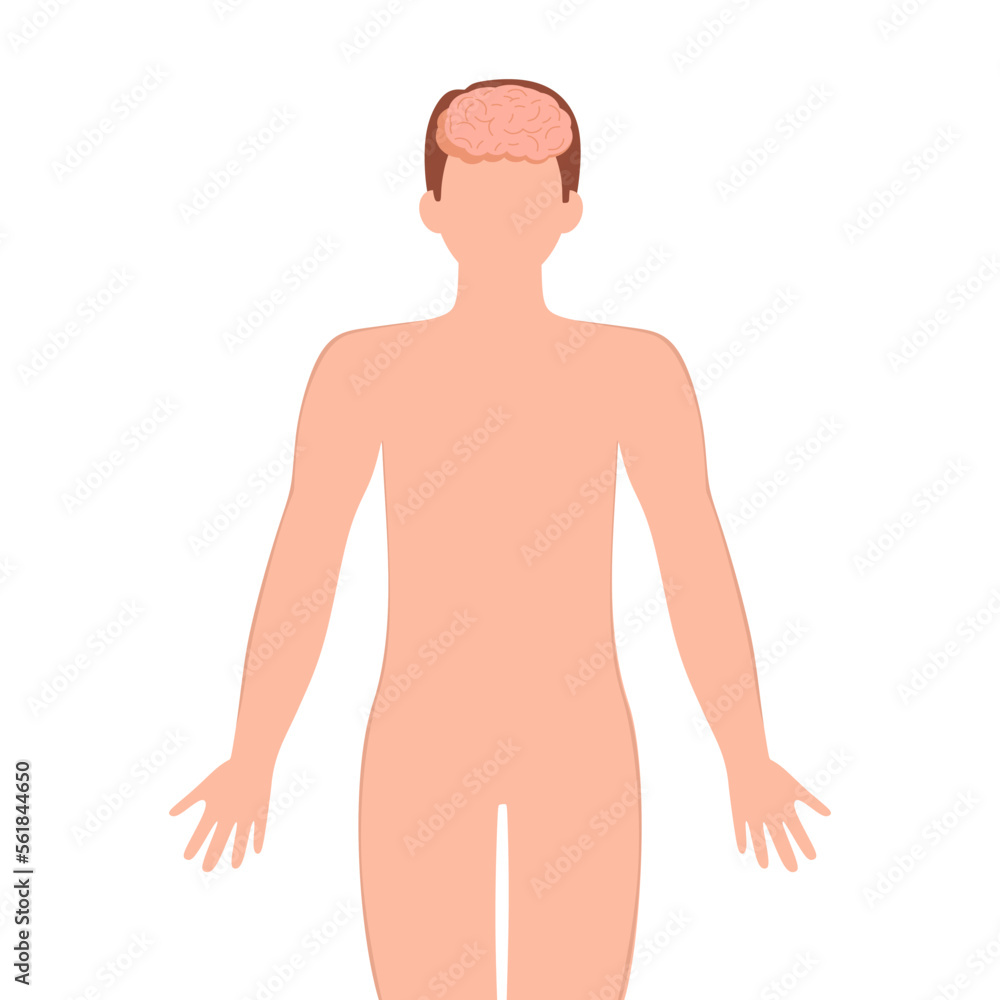 Fototapeta premium Human brain illustration. Male silhouette with brain isolated on white background. Concept for mental, psychological, brain development, learning and education or other medical theme. vector