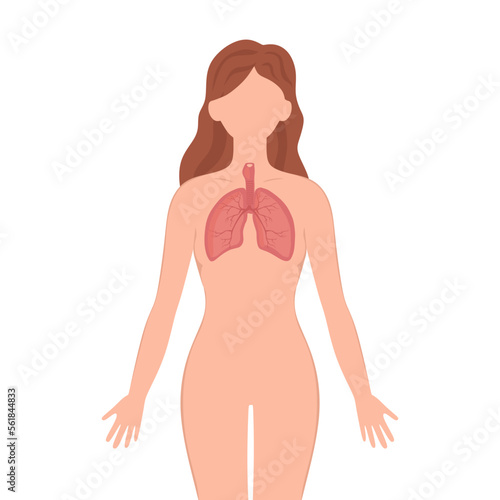 Bronchus trachea organ illustration. Female silhouette with lungs isolated on white background. Anatomy, medicine concept. Bronchus trachea vector illustration