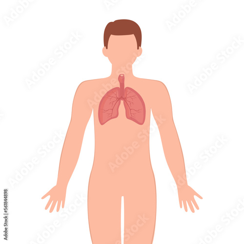 Bronchus trachea organ illustration. Male silhouette with lungs isolated on white background. Anatomy, medicine concept. Bronchus trachea vector illustration