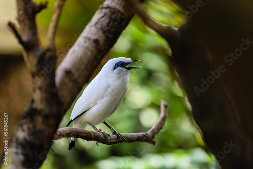 a leucopsar rothschildi bird chirping on a tree branch © FernandoMayolo