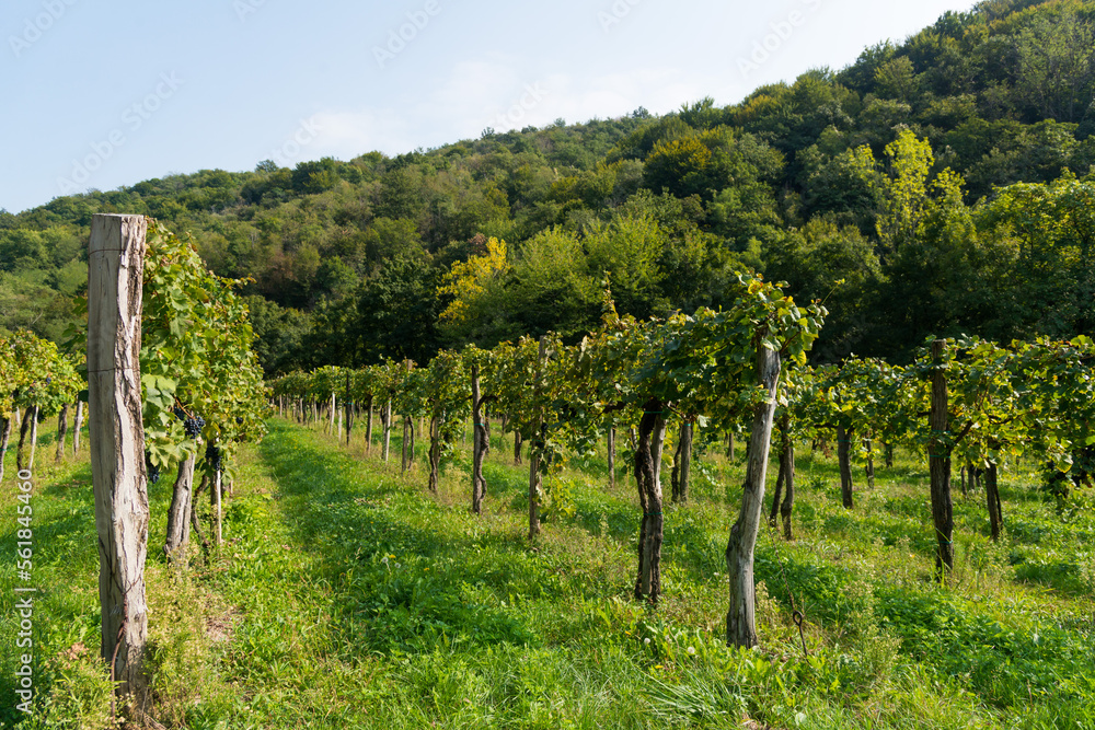 Italian vineyards in the late summer