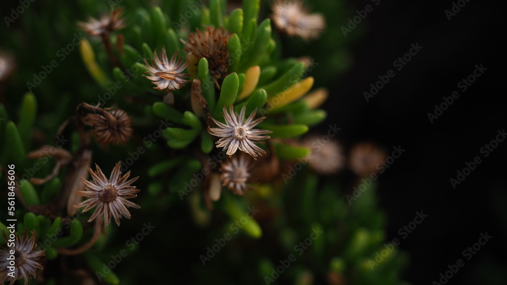 succulant plant by the sea - Dwejra Bay, Gozo Island Malta succulant plant by the sea - Dwejra Bay, Gozo Island Malta