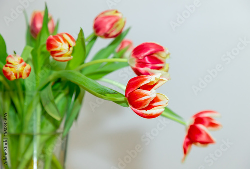Fototapeta Naklejka Na Ścianę i Meble -  Close up bouquet of fresh tulips in a vase