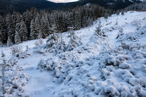  Winter landscape with snow-covered fir trees in the mountains. 