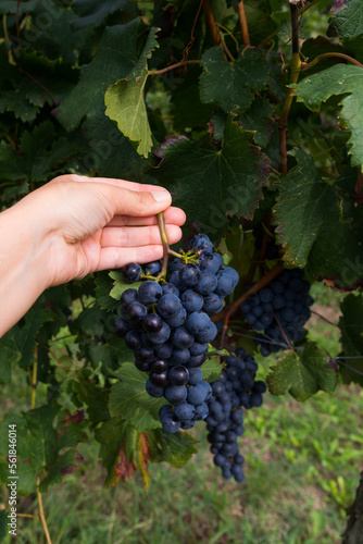 Female hand gathering grapes in the vineyard