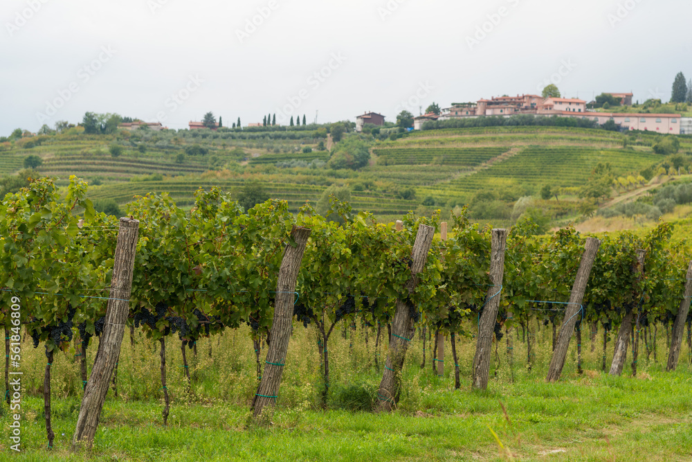 Vineyards in Italy and Slovenia late summer and a village in the background