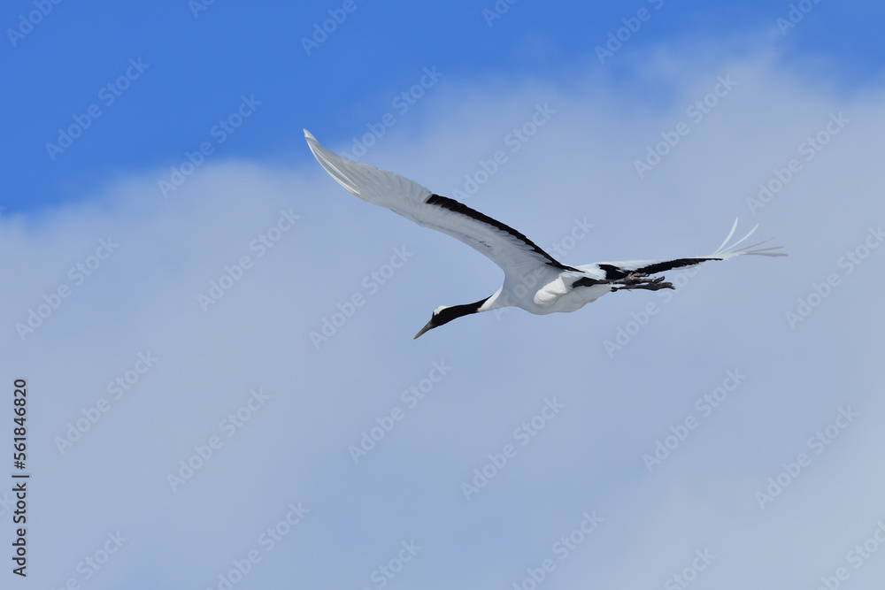 Bird watching, red-crowned crane, in
winter Bird watching, red-crowned crane, in
winter