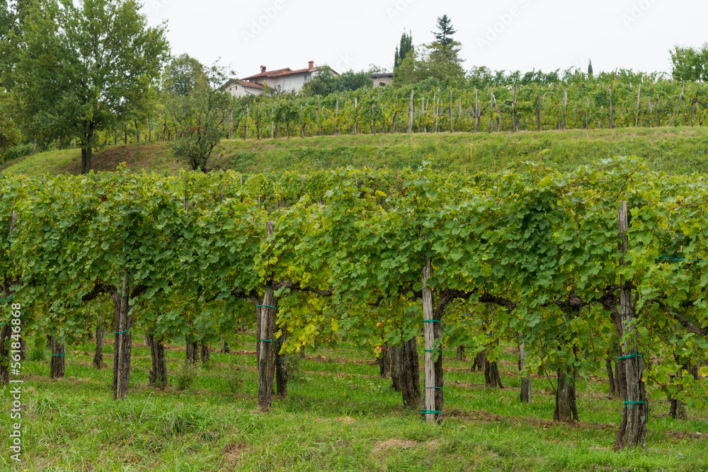village in the vineyards