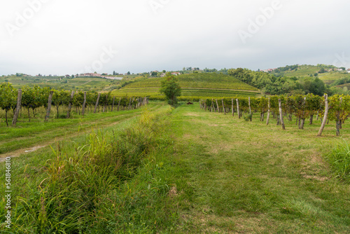 Vineyards in Italy and Slovenia late summer