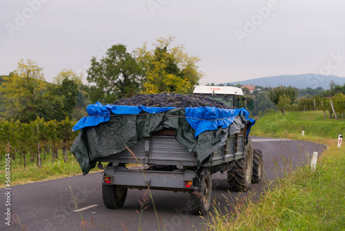 truck carrying grapes in the vineyards