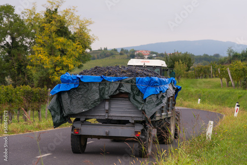 truck carrying grapes in the vineyards