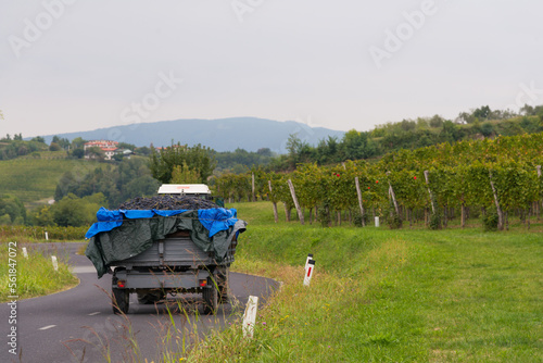 truck carrying grapes in the vineyards