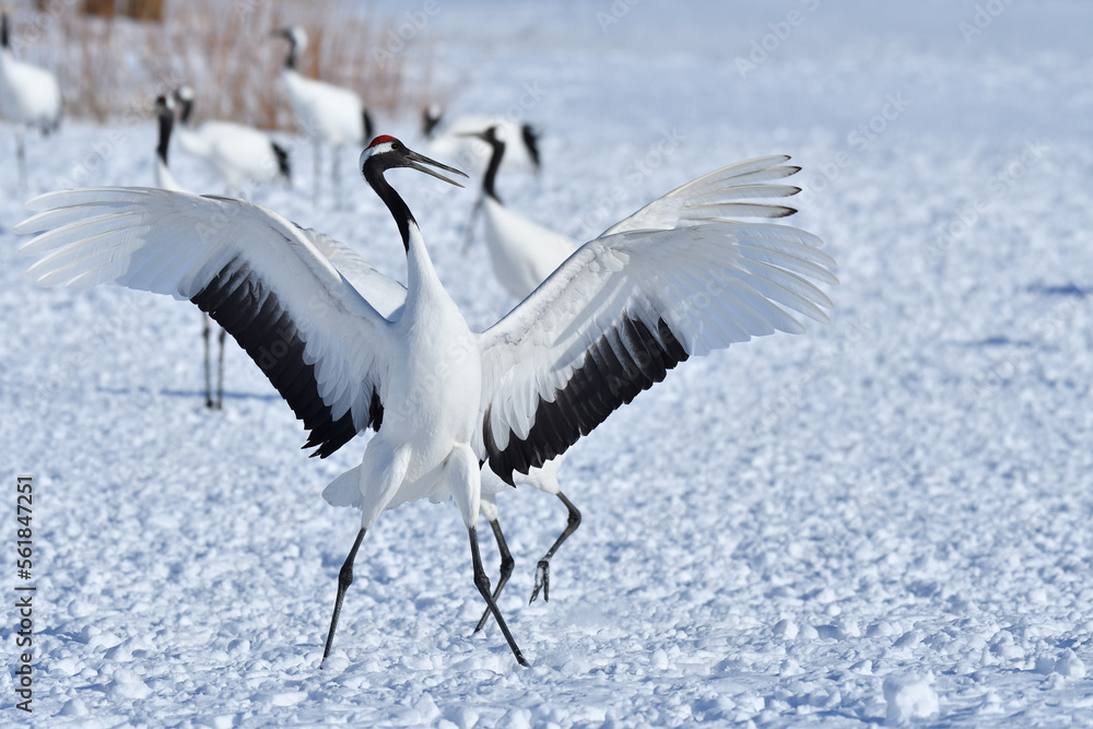 Obraz premium Bird watching, red-crowned crane, in winter