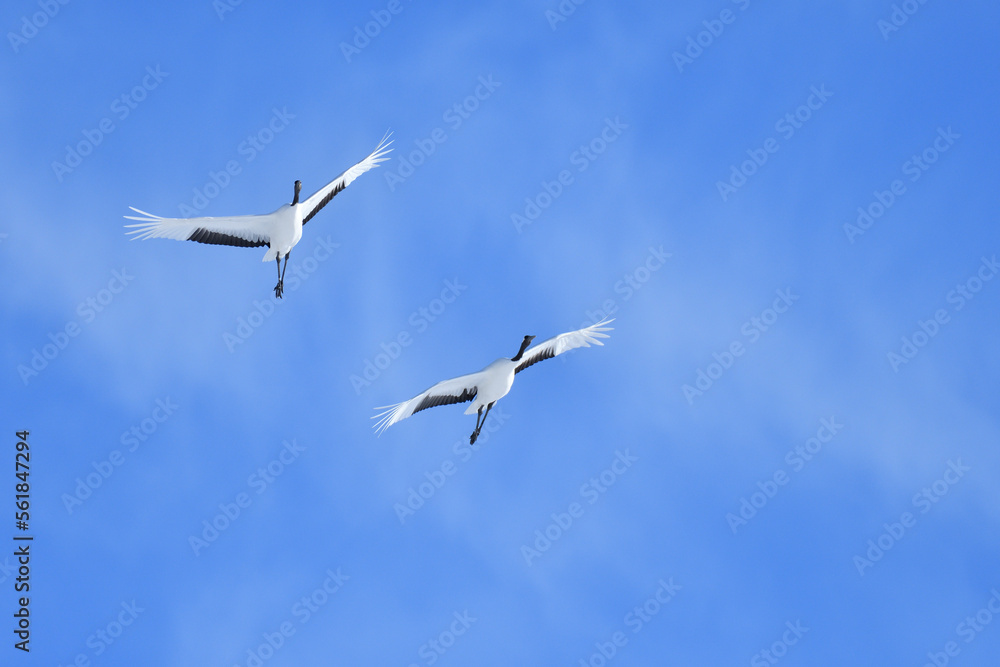 Bird watching, red-crowned crane, in
winter Bird watching, red-crowned crane, in
winter
