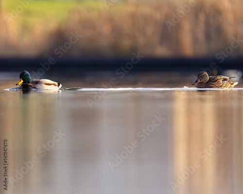 ducks on the lake