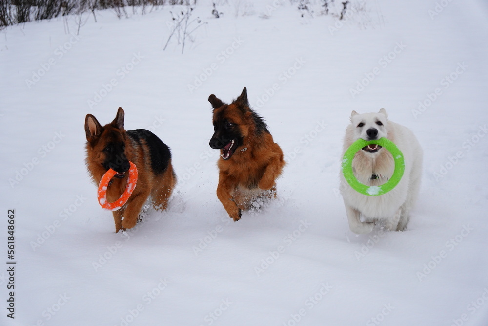 Naklejka premium german shepherd dog and white swiss shepherd run winter snow