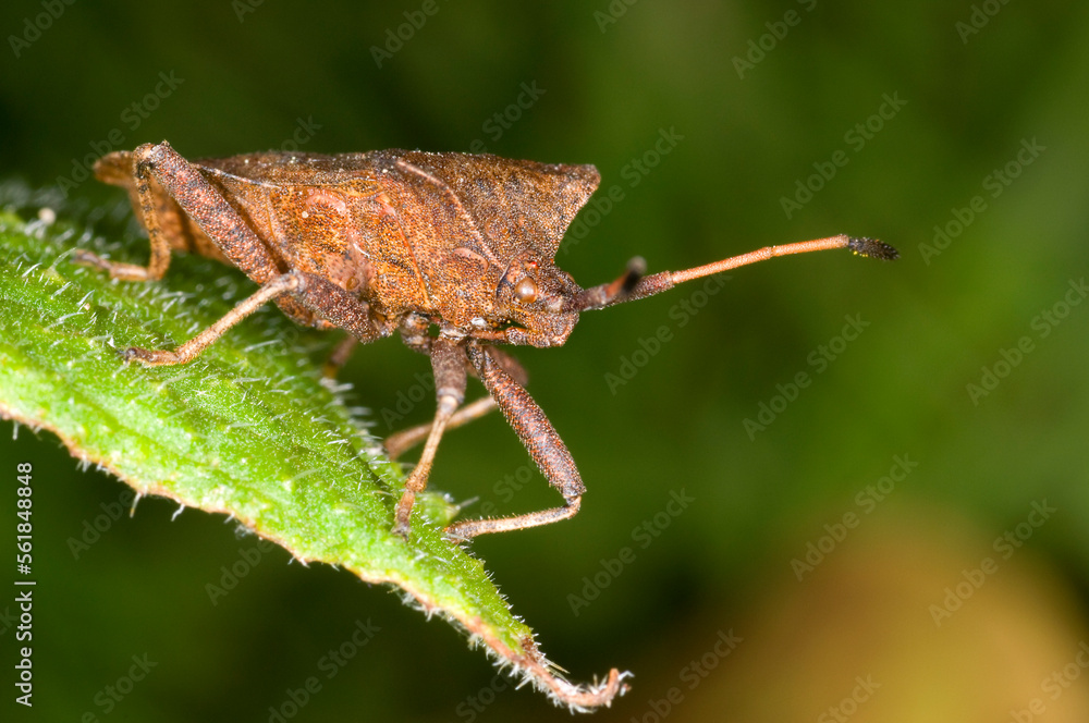 the dock bug, Coreus marginatus, close up photograph, front/side view showing sucking mouthparts, the dock bug, Coreus marginatus, close up photograph, front/side view showing sucking mouthparts,