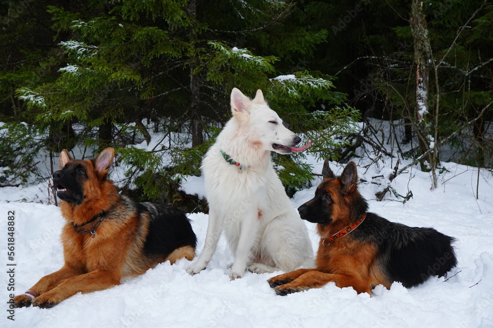 Naklejka premium german shepherd dog and white swiss shepherd run winter snow