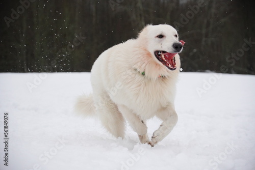 german shepherd dog and white swiss shepherd run winter snow