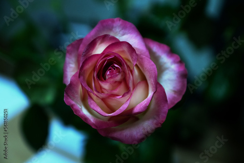 red rose beautiful natural green leaves