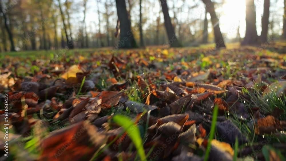 Close-up of shoes spreading autumn leaves in the park. Recorded in slow motion Close-up of shoes spreading autumn leaves in the park. Recorded in slow motion