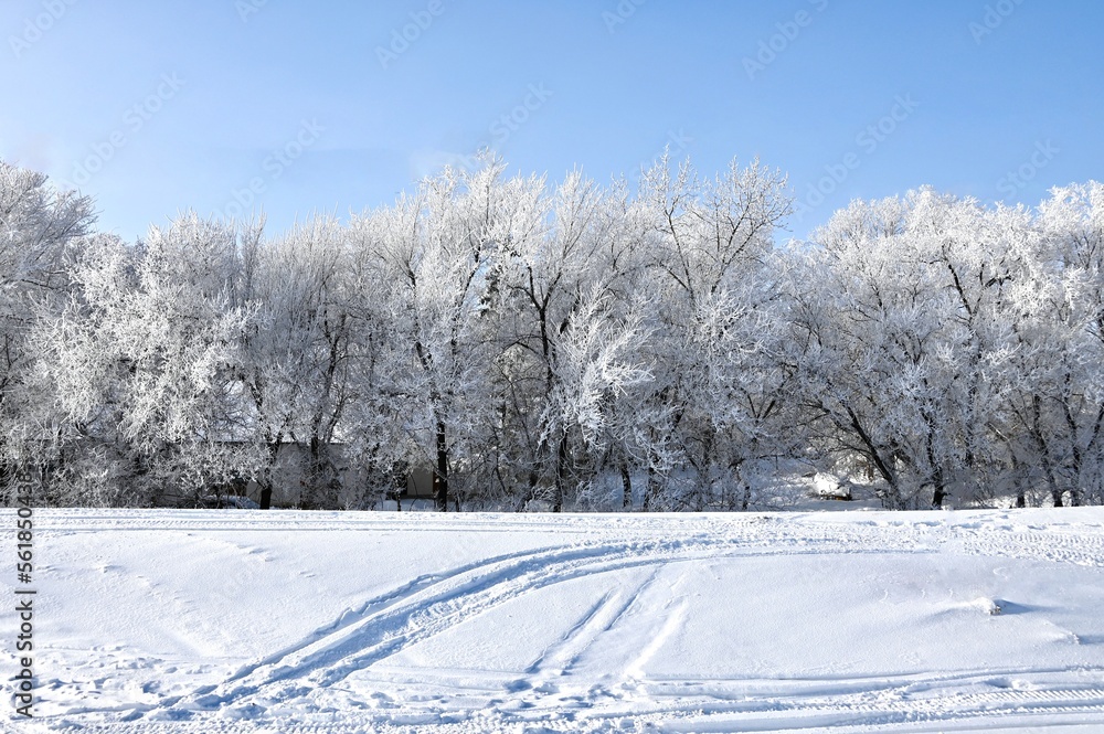 frost covered trees on a bright winter day frost covered trees on a bright winter day
