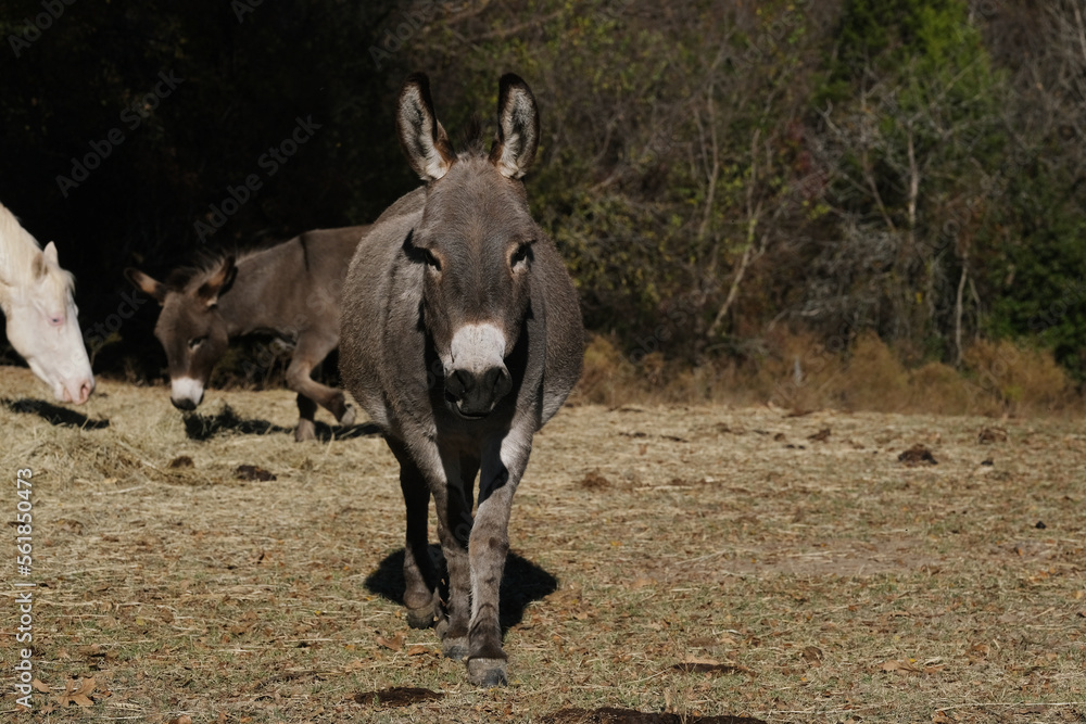 Mini donkeys in rural Texas farm field with copy space on background. Mini donkeys in rural Texas farm field with copy space on background.