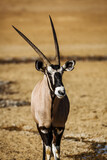 South African Oryx portrait in front view in Kgalagadi transfrontier park, South Africa; specie Oryx gazella family of Bovidae