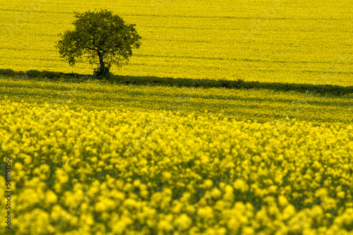 Valokuvatapetti A single tree standing out against yellow oil-seed rape fields in the Cotswolds