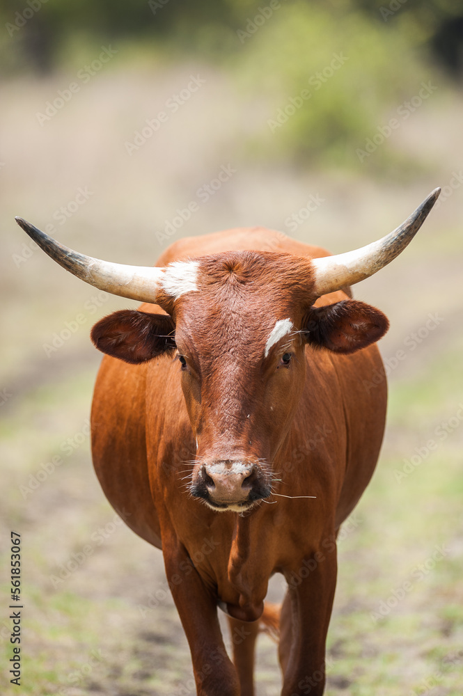 Brown cow walking down the road