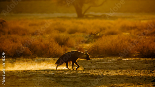 Brown hyena walking in backlit at dusk in Kgalagadi transfrontier park, South Africa; specie Parahyaena brunnea family of Hyaenidae photo