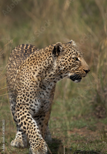 Closeup of a  leopard walking in the grassland of Masai Mara  Kenya