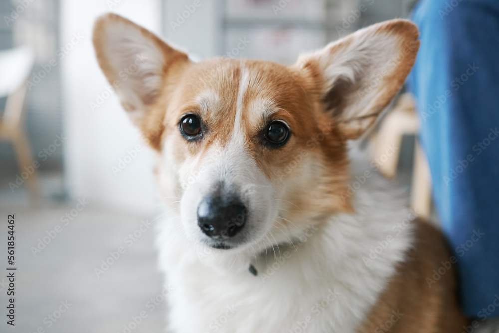 Corgi muzzle store
