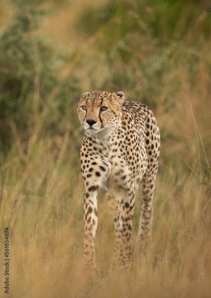 Portrait of a Cheetah walking in the mid of tall grasses, Masai Mara Portrait of a Cheetah walking in the mid of tall grasses, Masai Mara