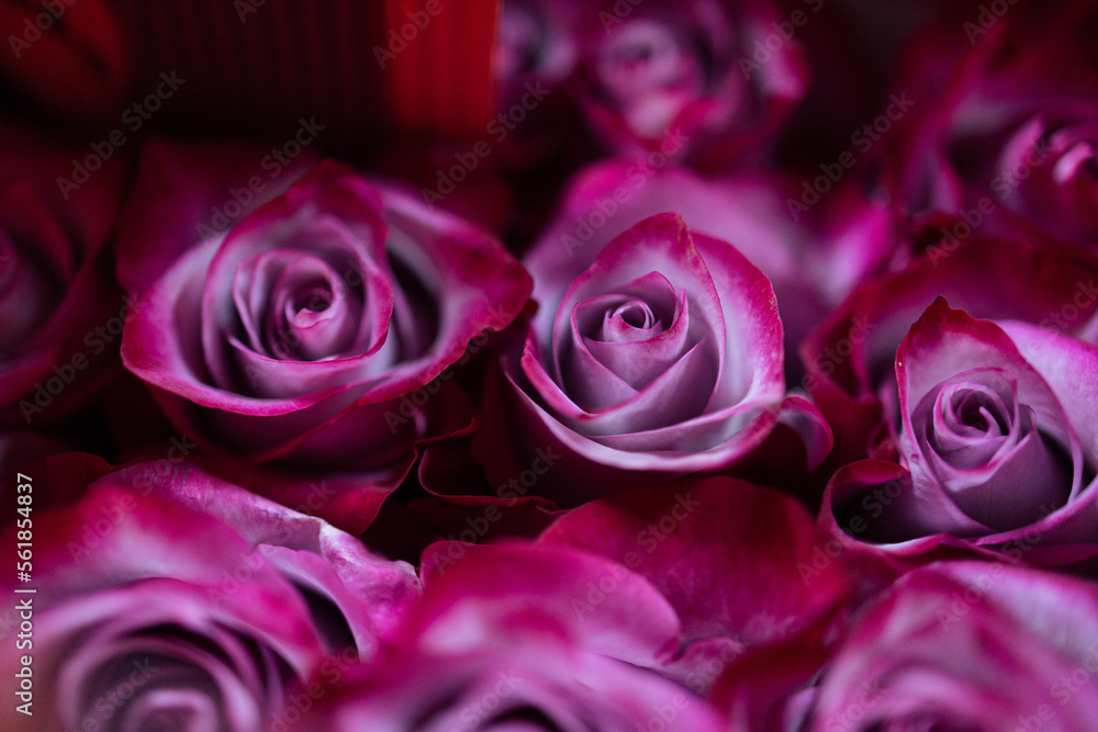 bouquet of roses close up texture background. bouquet of roses close up texture background.