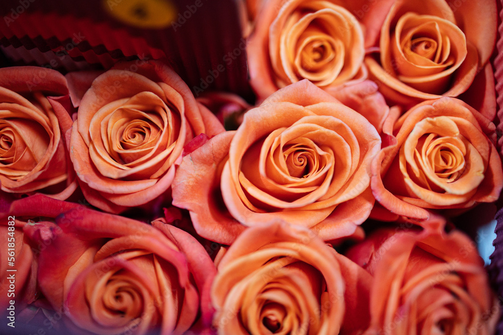 Fototapeta premium bouquet of roses close up texture background.